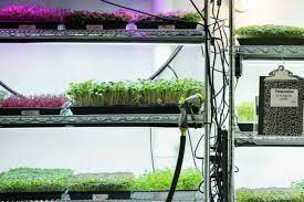 Grow Microgreens In Your Basement
