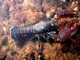 Lobster Wikipedia
