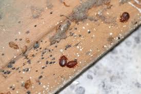 scabies vs bedbugs symptoms and how
