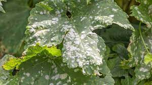 get rid of powdery mildew in your