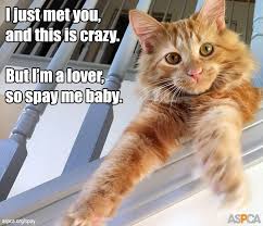 My female cat is 2 y.o, but is not yet spayed. Spay Neuter Your Pets Aspca Cats Veterinary Humor