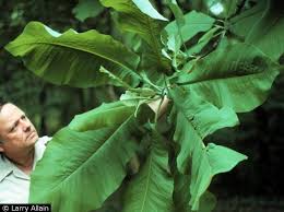 The leaves appear to be oblong and slightly turned under. Magnolia Macrophylla For Sale Of Bigleaf Magnolia Large Leaved Cucumber Tree Magnolia Macrophylla Plants Big Leaves Unusual Plants