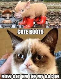 Image result for funny grumpy cat memes