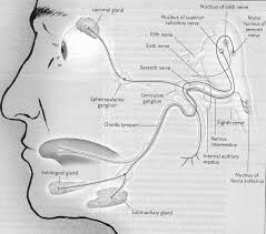 Functional Anatomy Of The Facial Nerve Facial Nucleus Is In