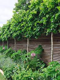 Disguise An Ugly Fence Or Precast Wall