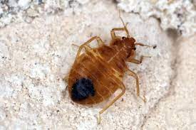 bed bugs or carpet beetles illinois