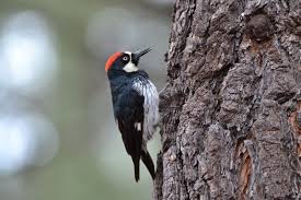 Image result for Pixabay small birds