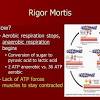 Cellular Respiration and Rigor Mortis