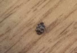 carpet beetle in the uk what s that bug