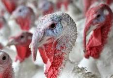 what-is-the-red-thing-on-a-turkeys-beak