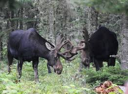 Moose Isle Royale National Park U S National Park Service