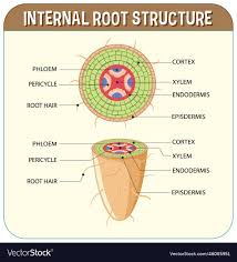 root diagram royalty free vector image