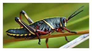Image result for lubber grasshopper