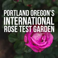 international rose test garden in the