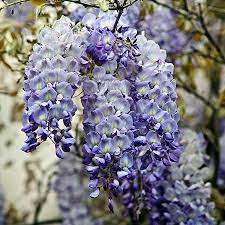 Plant your blue moon wisteria beside one of the upright supports of your arbor and train it upwards so that it will spread across, providing a beautiful floral display as well as welcome shade in hot weather. Blue Moon Wisterias For Sale Fastgrowingtrees Com
