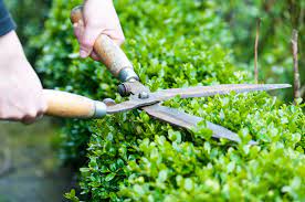 How To Trim Garden Hedges The English