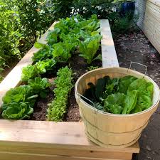3 ways to harvest lettuce the