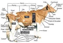 what-are-the-parts-of-cow