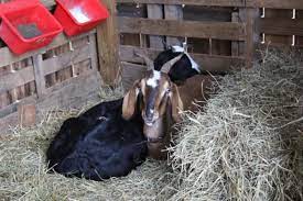 how to care for goats in winter what