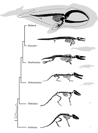 Whale Evolution Evolution Prehistoric Animals