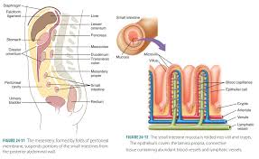 small intestine structure function