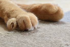 5 ways to protect carpet from cats