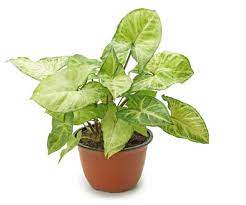 Common Indoor House Plants Pictures Names