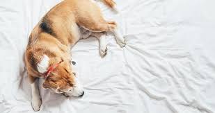 best sheets for dog hair our top 5