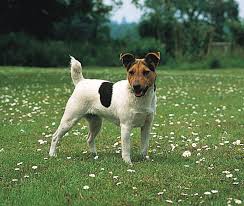 These are excellent puppies that have the. Jack Russell Terrier Description Facts Britannica