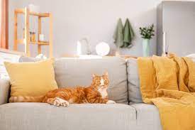 best couch for cats