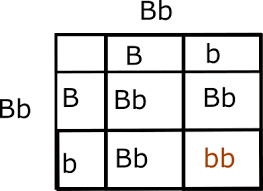 Inheritance activities genetics terminology and punnett squares from punnett square practice worksheet with answers, source. In A Monohybrid Cross Of A Brown Hamster From A Very Long Line Of Brown Only Hamsters And A Black Female Hamster From A Very Long Line Of Black Only Hamsters All