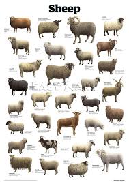 Sheep Art Print By Guardian Wallchart Easyart Com Sheep