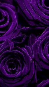 Pictures featuring products should be used with care. Purple Purple Roses Purple Flowers Purple Aesthetic