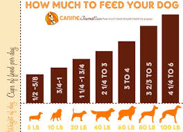 How much should a puppy eat a day. Top 8 Best Puppy Feeding Guides What To Feed A Puppy How Much Schedule Advisoryhq