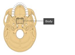 sphenoid bone anatomy parts and