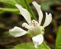 Rubus pubescens (Dwarf Raspberry): Minnesota Wildflowers