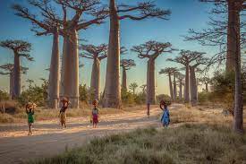 17 amazing facts about Madagascar, the ...