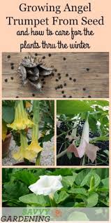 Once established trumpet flower should be transplanted at a spacing of about 8 to 9 cm (~3.5 inches). Growing Angel Trumpet From Seed Step By Step Instructions For Success