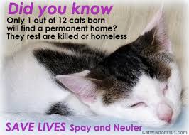 This is normally around the age of four. Kitten Season Is Not Cute Why Spay Neuter Counts Cat Wisdom 101 Everything Feline Since 2011