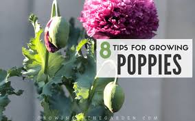 Growing poppies is pretty simple, but i've learned a few tricks over the last couple of years to increase yields. How To Grow Poppies 8 Tips For Growing Poppies Growing In The Garden