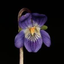 File:Viola pyrenaica.jpg - Wikimedia Commons