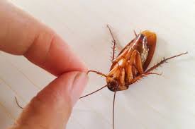 car roach how to get rid of a roach