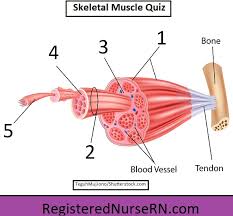 skeletal muscle tissue quiz for anatomy