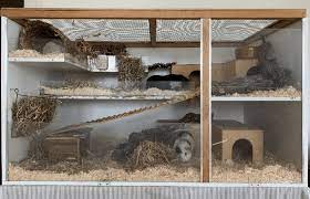 guinea pig groups in a multistory cage