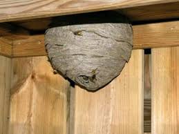 European Wasps Pest Control Health Vic