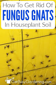 fungus gnats in houseplants soil
