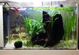 best betta fish tank size the wrong