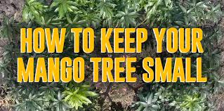 Why You Should Keep Mango Trees Small