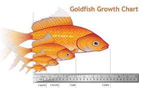 Stunting Do Fish Like Goldfish Grow Only To The Size Of