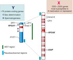 y chromosome an overview